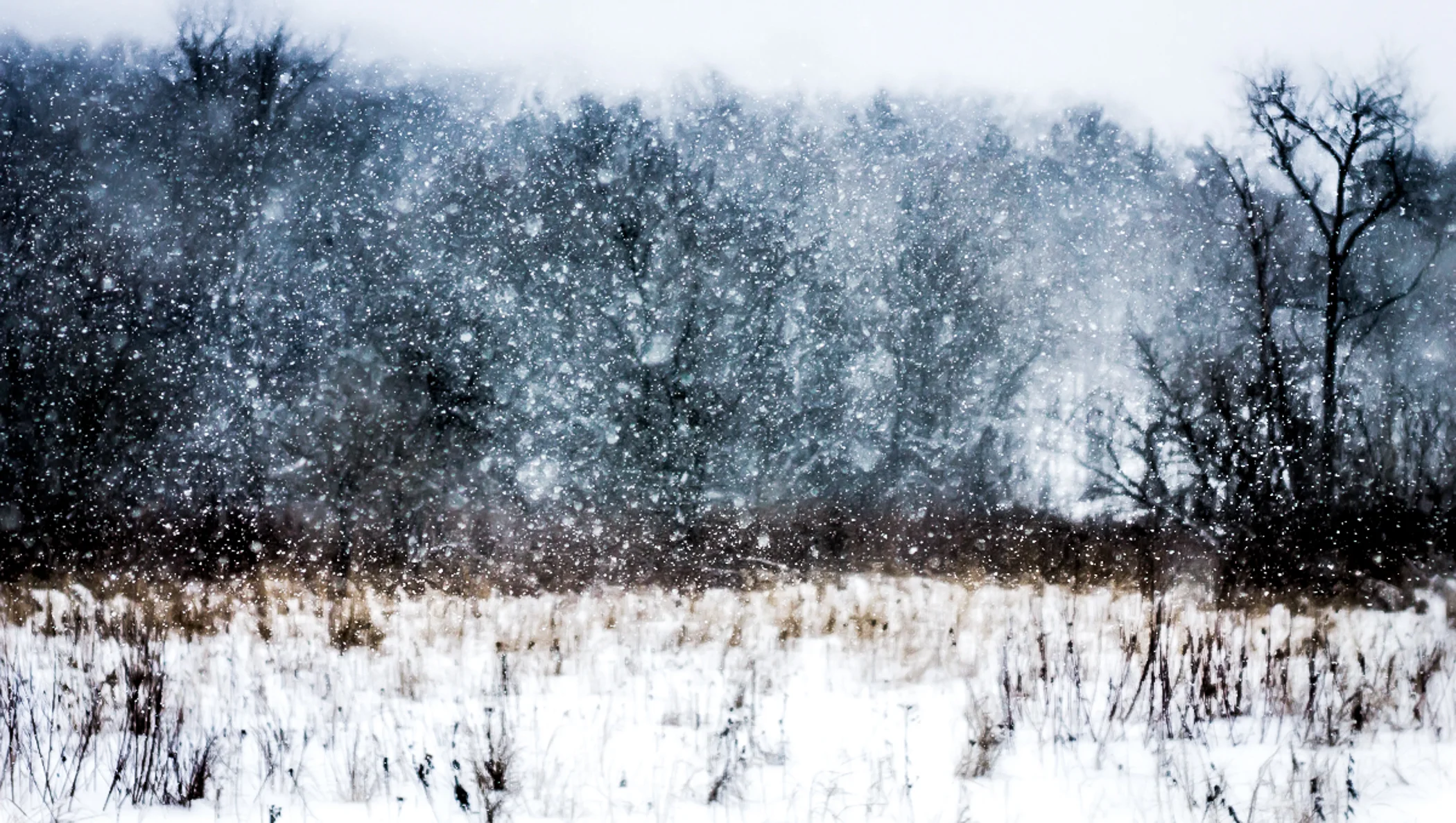 "Snowscape" | 2015