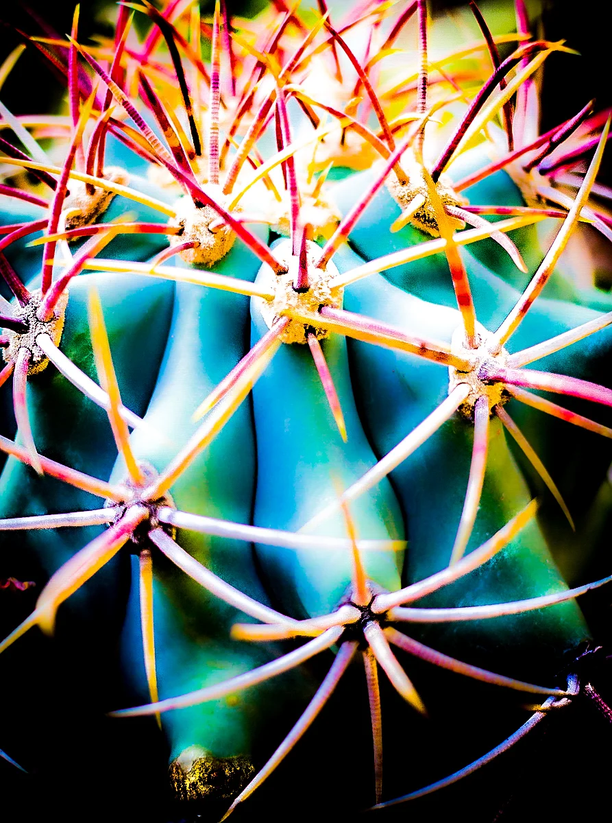 "Spike": 12x9 print, matted to fit 14x11, $90