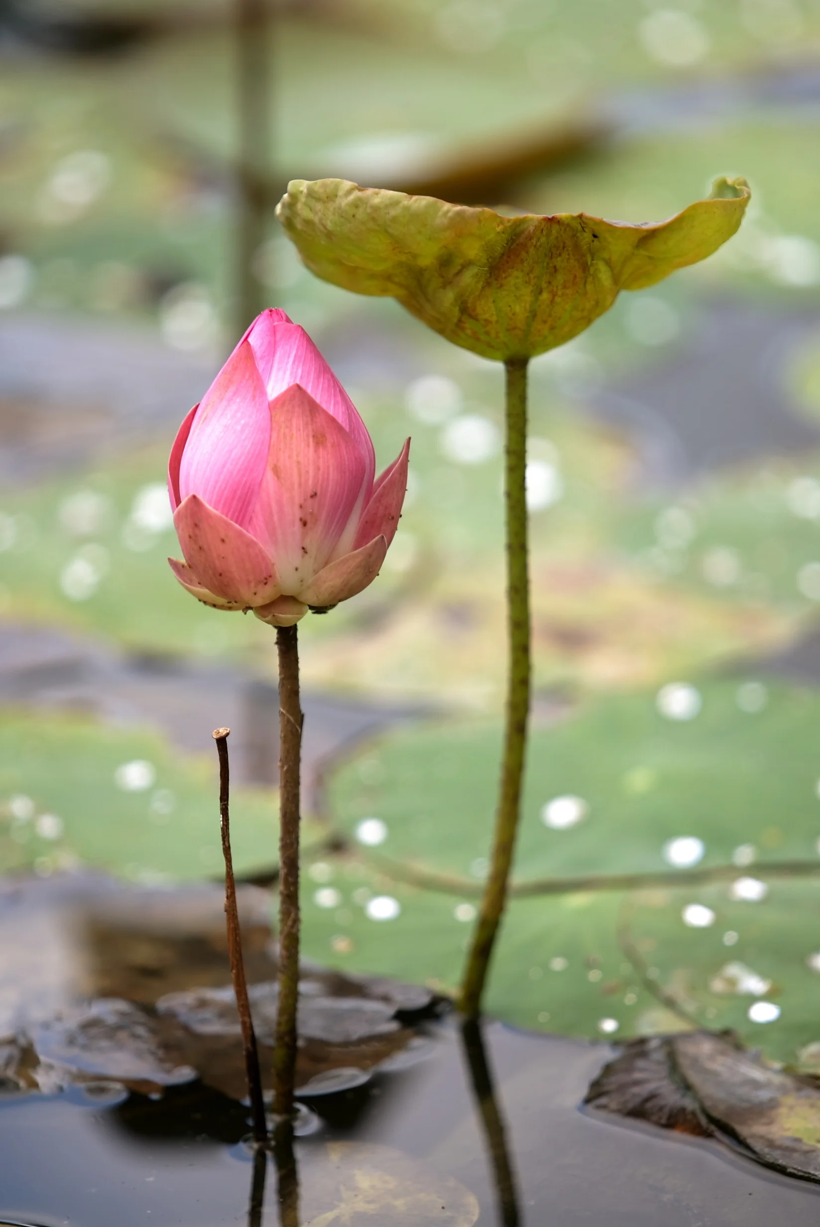 Early Bird Reservation