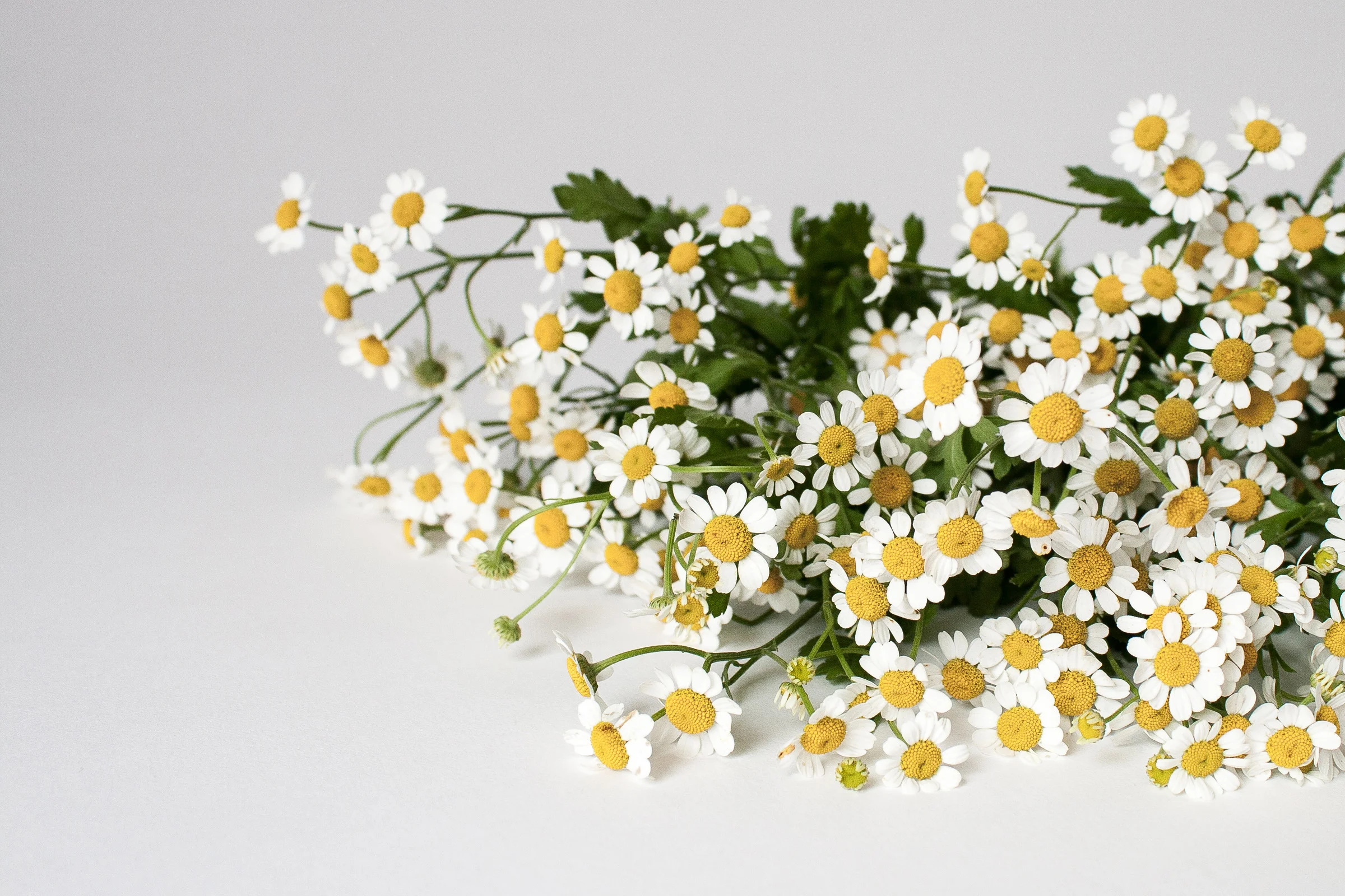Chamomile Ode to Lifestyle Change: Busy perfectionist "woman bosses" may need to slow down, self-care, self-work, and journal to find true acceptance, contentment and peace.
