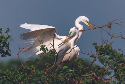 Birds Exhibit: Photographs by Fernand Brunschwig