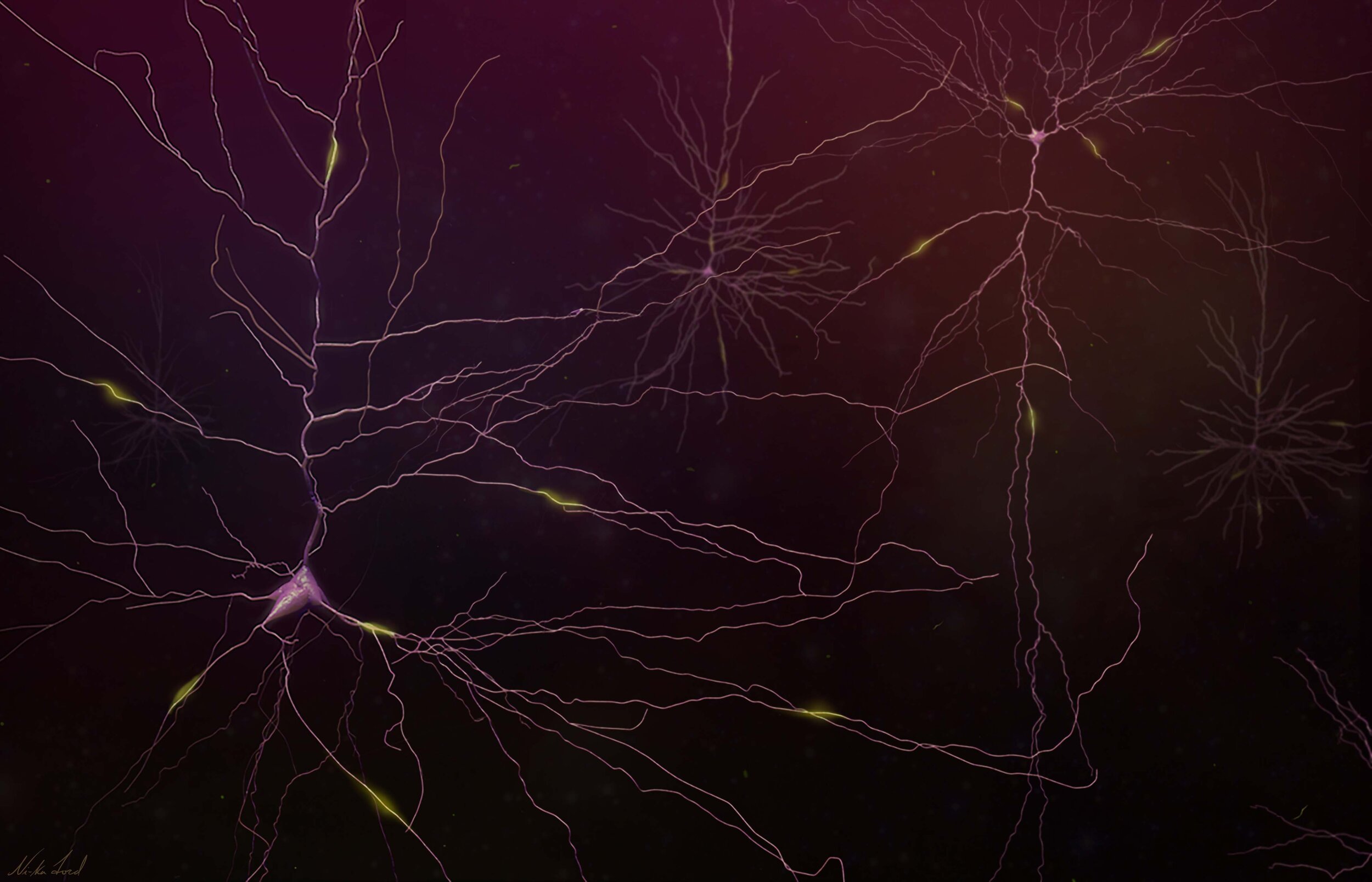 Inside the Neocortex