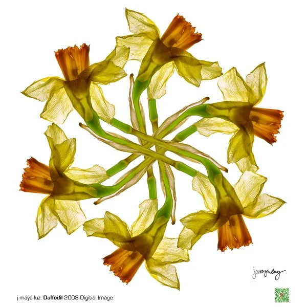 j maya luz Daffodil Elder Flowers Happy Warrior (2) copy.jpg