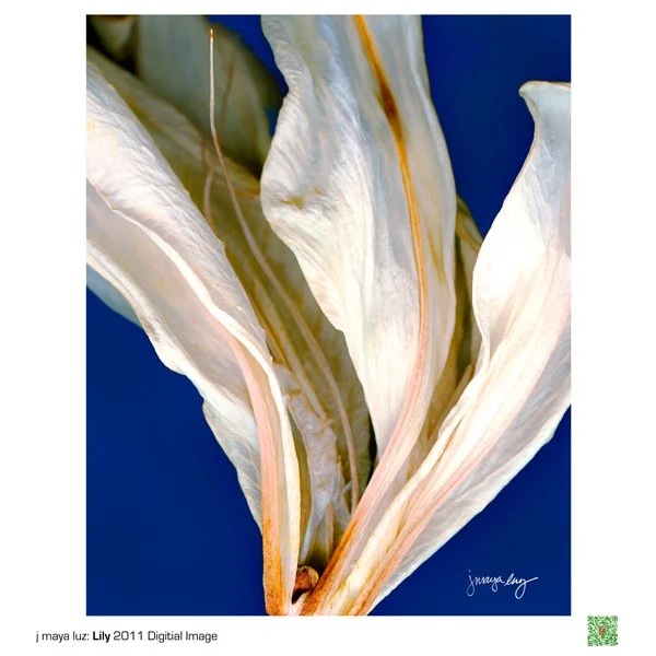 j maya luz Lily Elder Flowers Happy Warrior (2) copy 2.jpg
