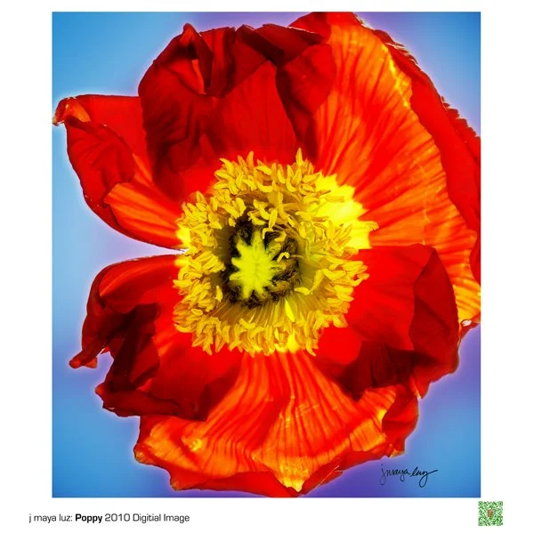 j maya luz Poppy 2 Elder Flowers Happy Warrior (2) copy 2.jpg