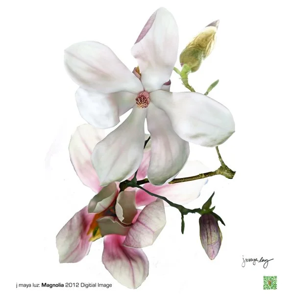 j maya luz Magnolia Elder Flowers Happy Warrior.jpg