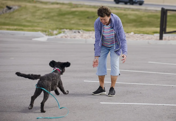 Dog Training for Utah County