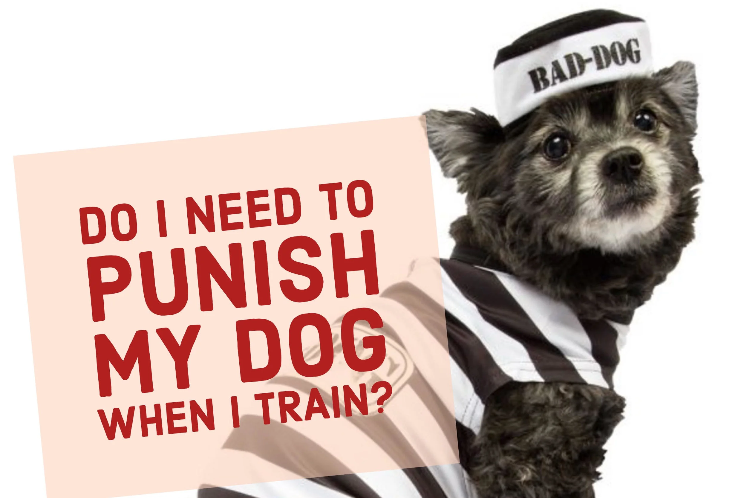 How To Punish My Dog For Bad Behavior