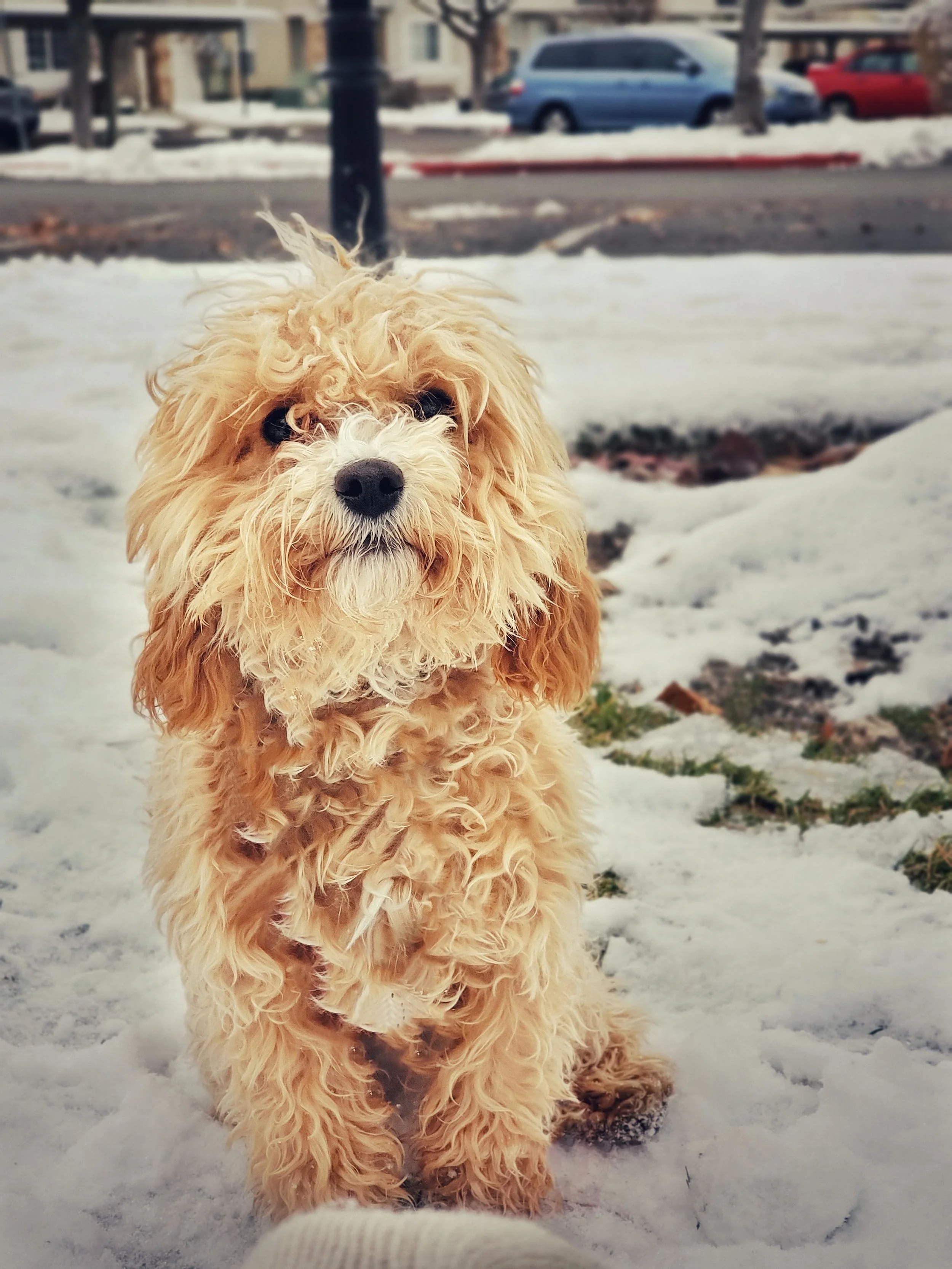 Bethany's Blog — Dog Training for Utah County