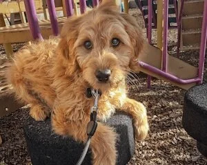 obedience training for older dogs near me