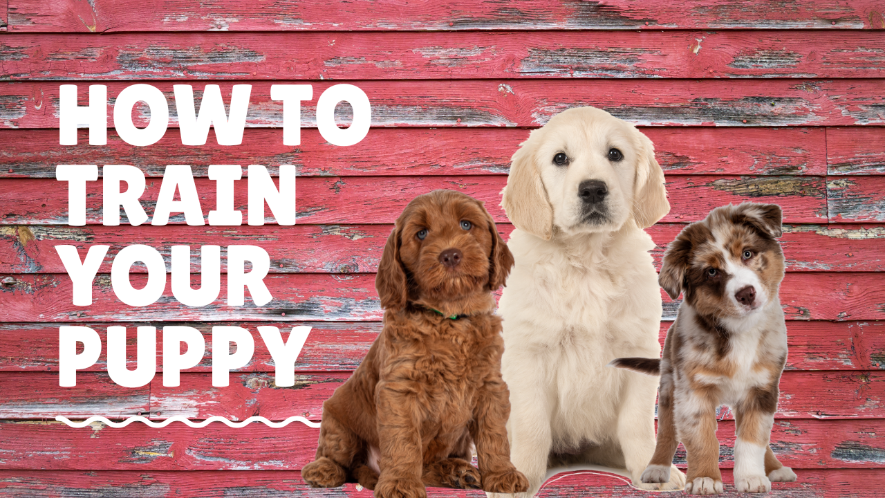 Bethany's Blog — Dog Training for Utah County