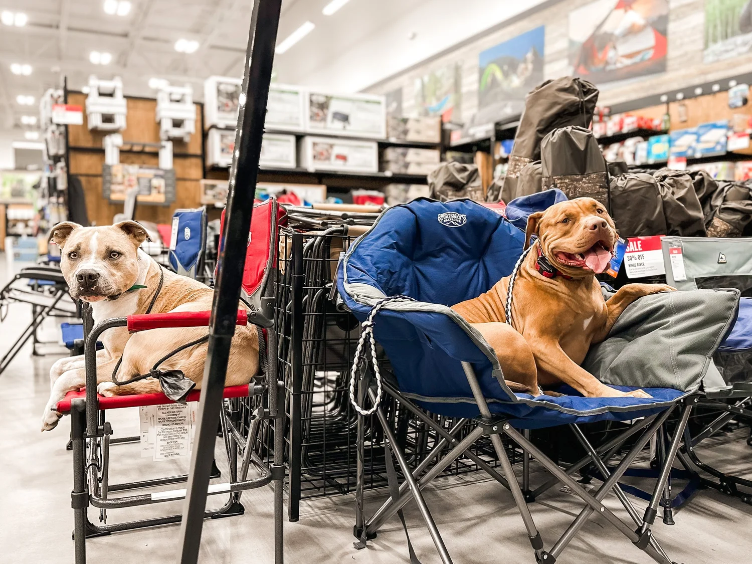 Dog Training for Utah County