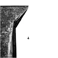 BarnBird-RuralstsCover2.jpg