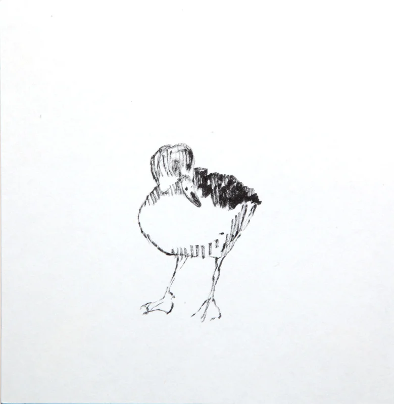 a duck