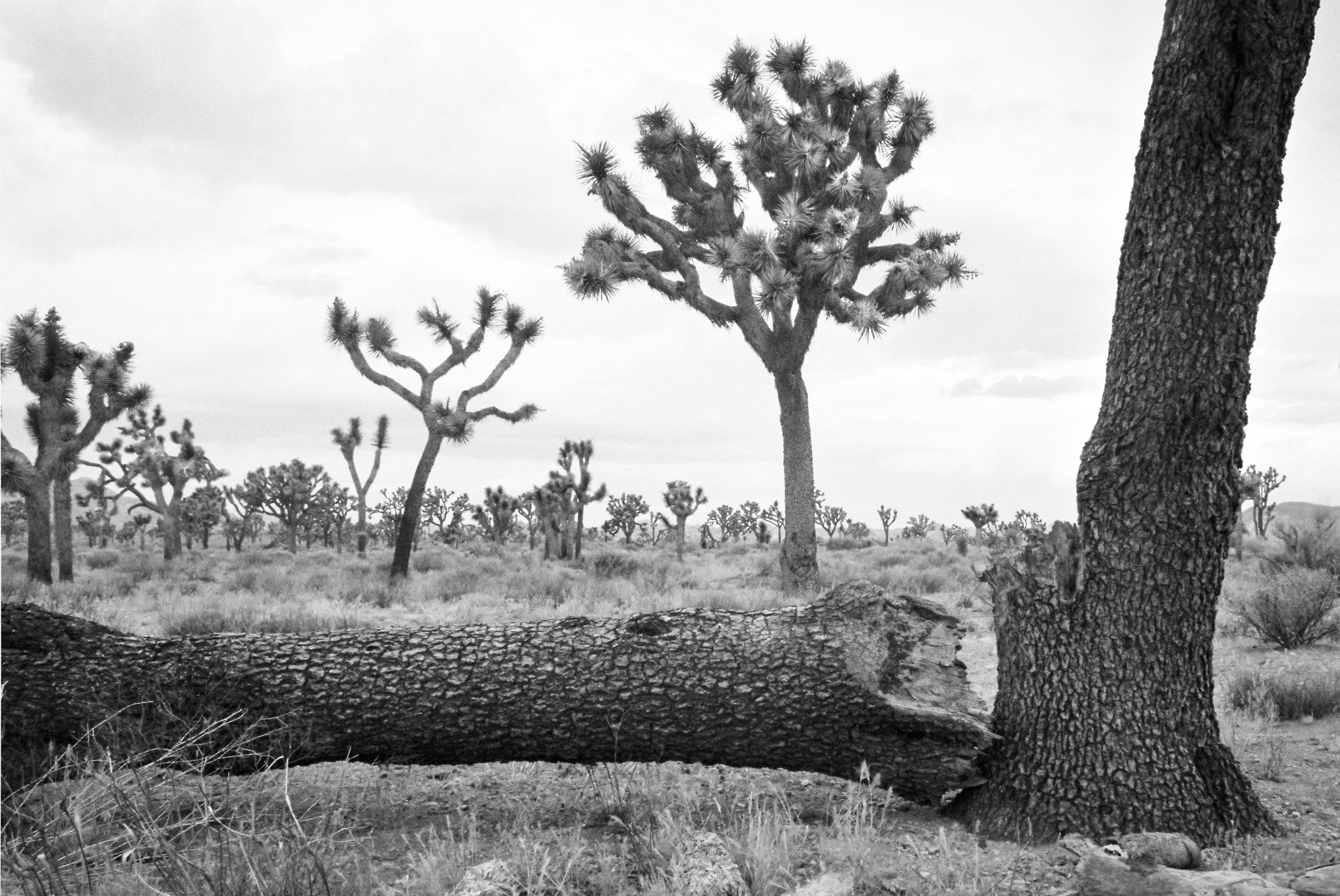 Joshua Tree National Park, 2016 #travel #35mm #film