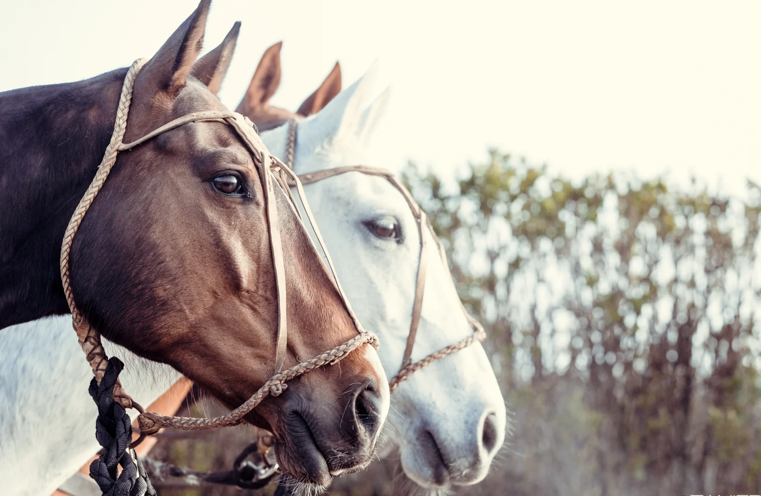 Criollos argentins les meilleurs poneys de polo Argentine criollos the best polo ponies 