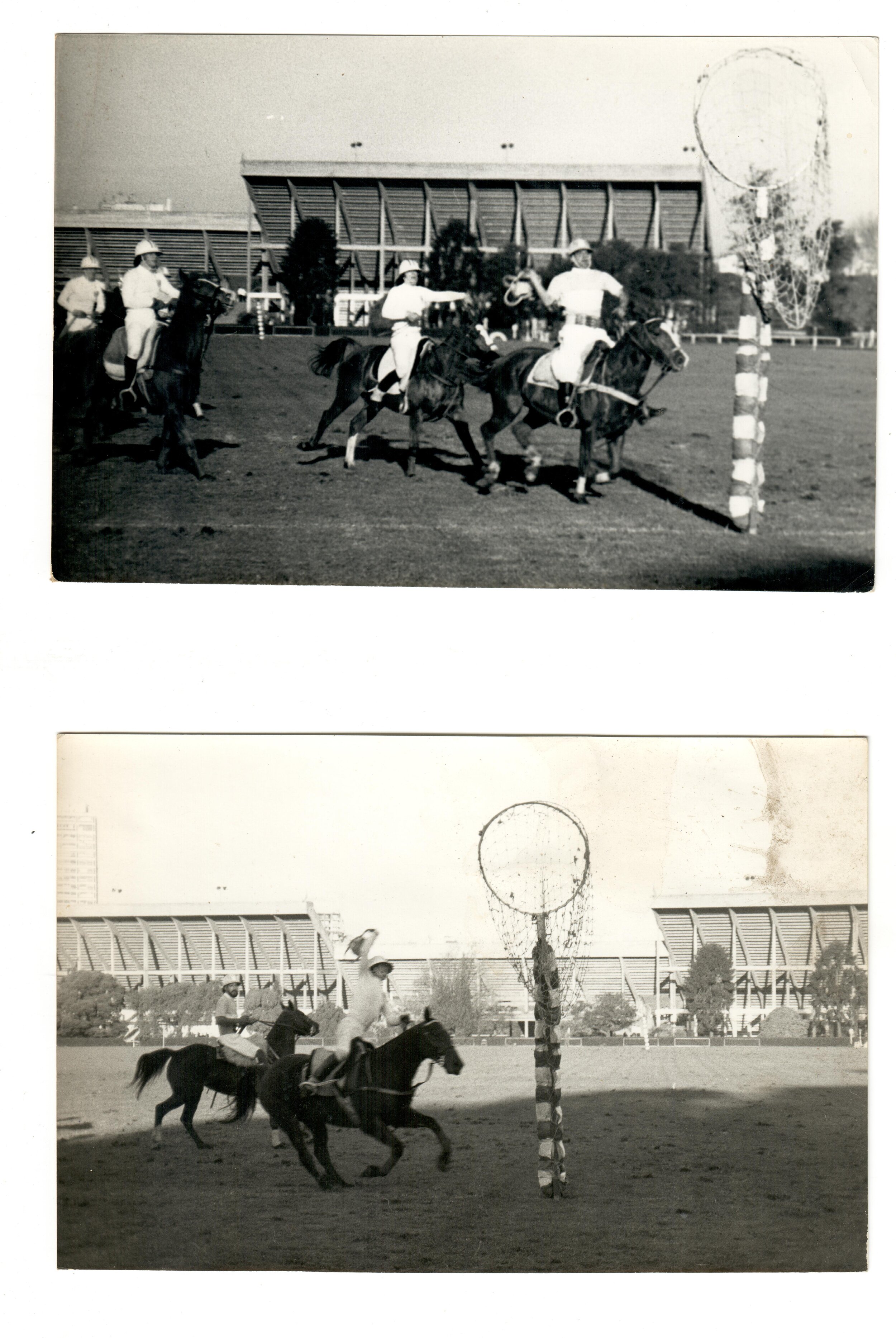 maio polo 2.jpeg