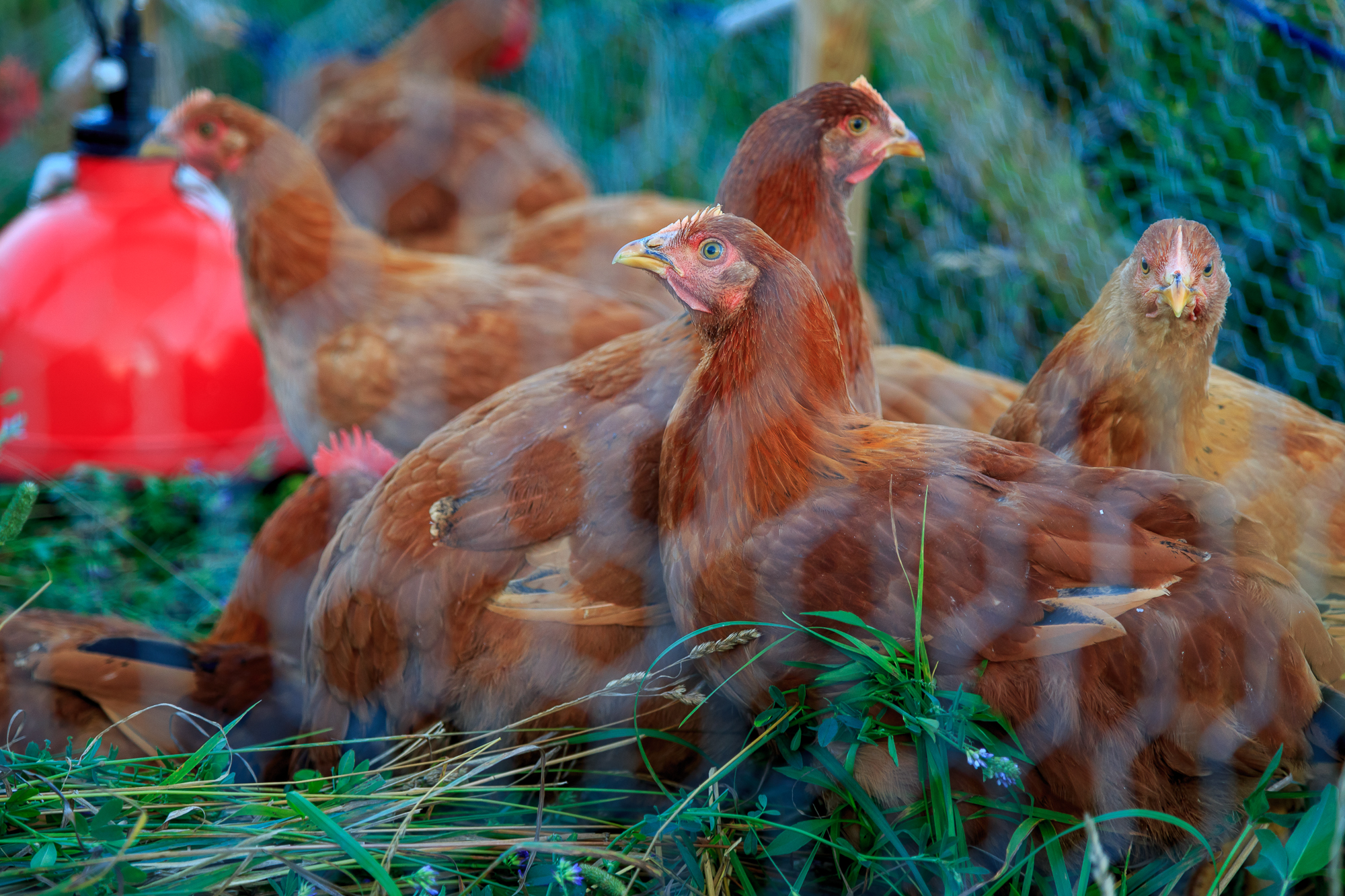 Chickens Whole – Chehalis Valley Farm