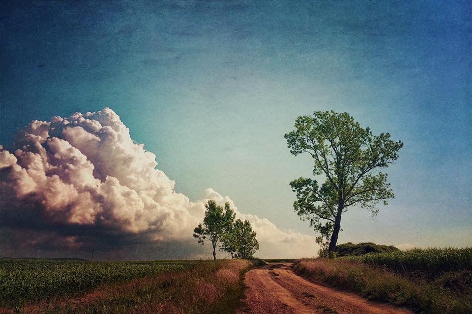 Landscape 1015 Dirt road with trees