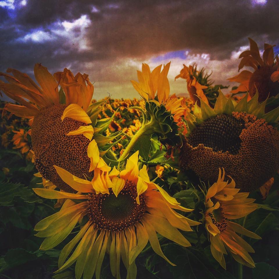 Storm over the sunflowers