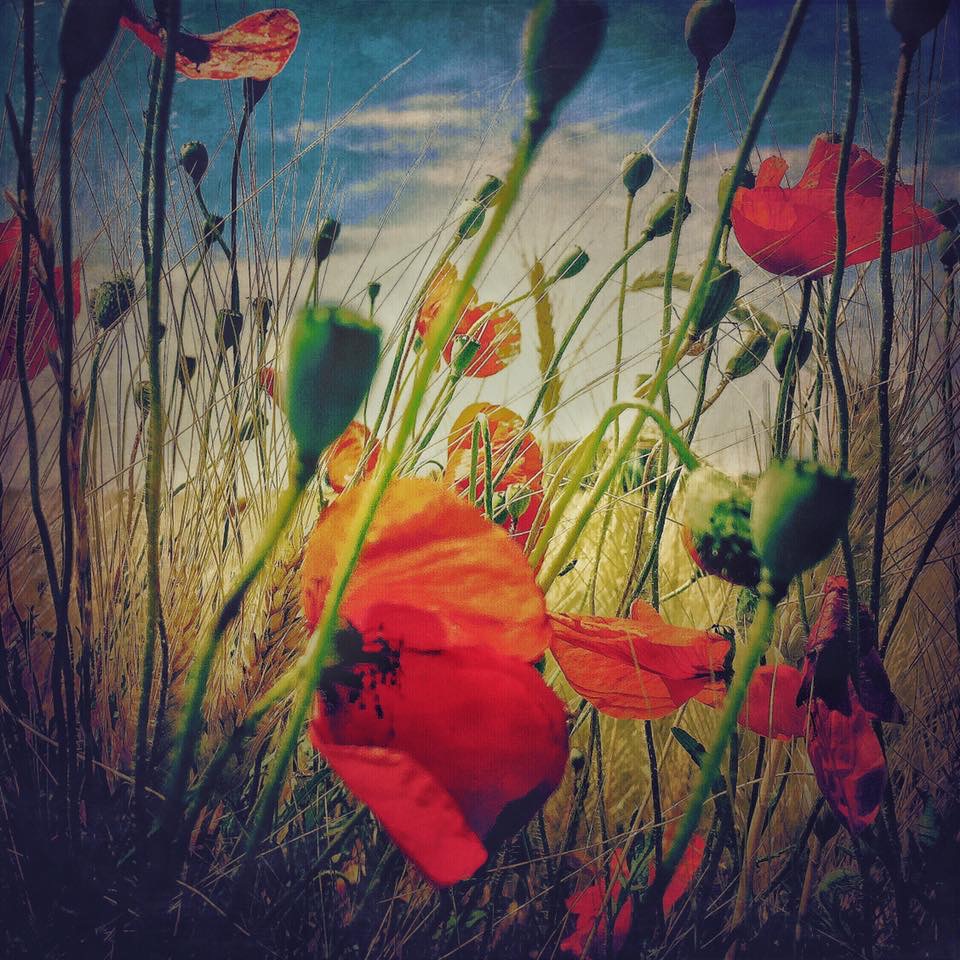 Poppies field