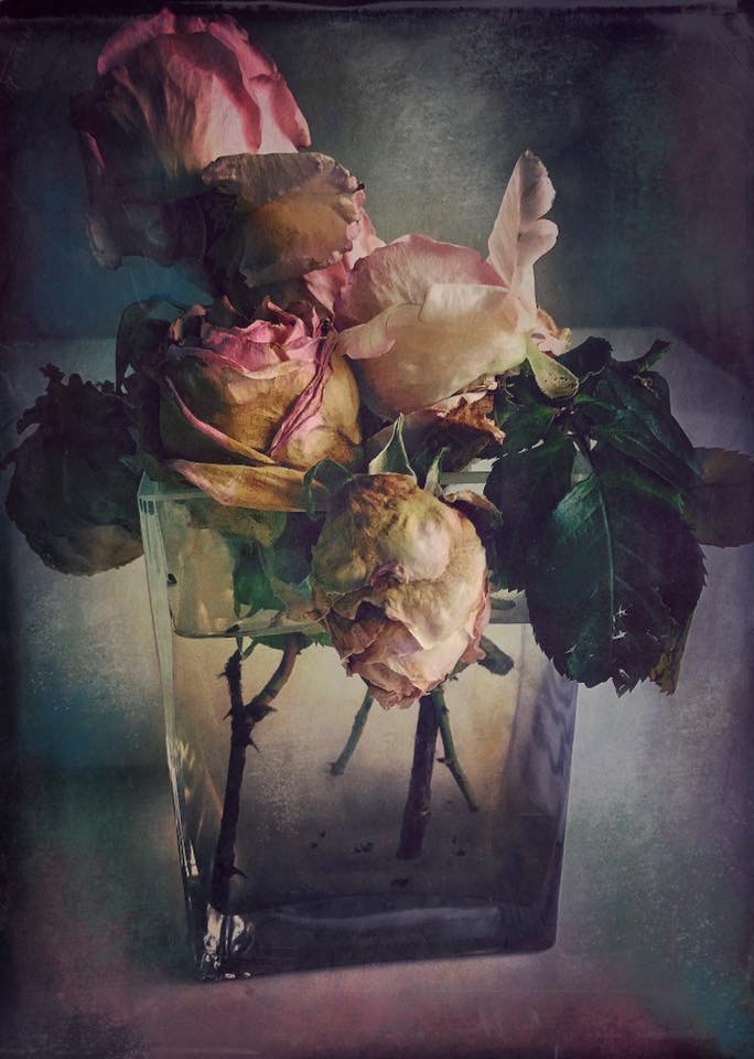 Dying roses