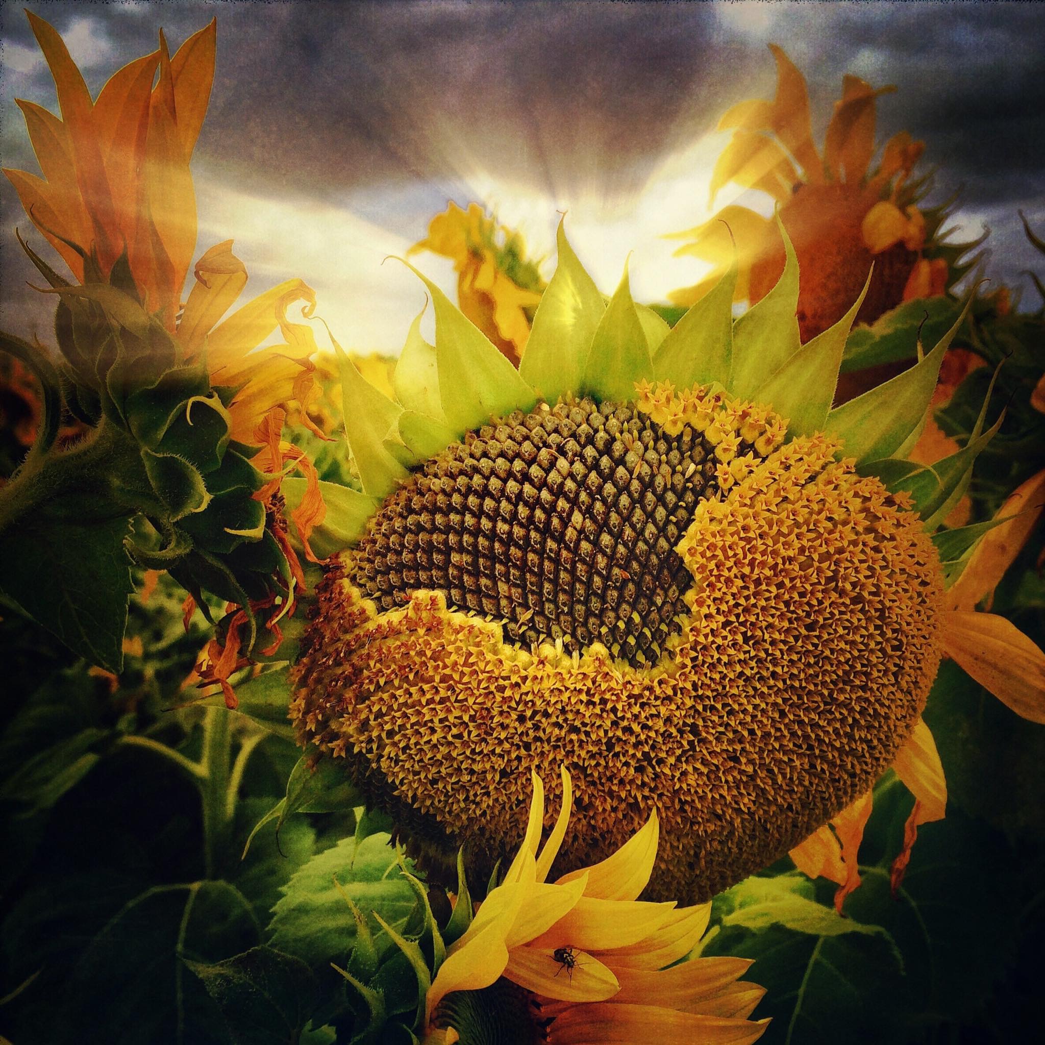 Sunflowers at Sunset 