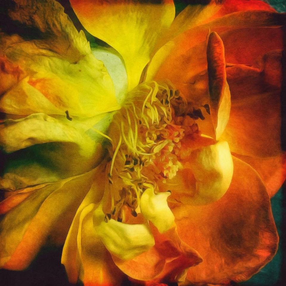 The beauty of a dying yellow rose