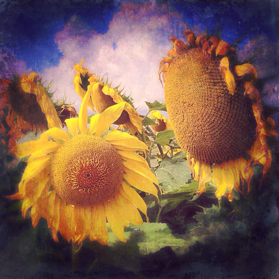Two sunflowers