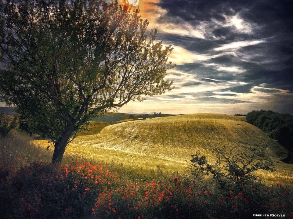 Landscape 1171 Val d'Orcia Hills with tree 