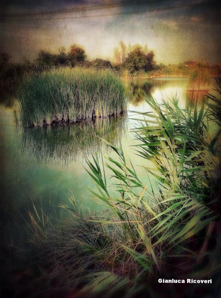 Landscape 892 Reeds