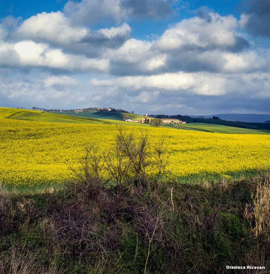 Tuscany's hills in Colours # 2