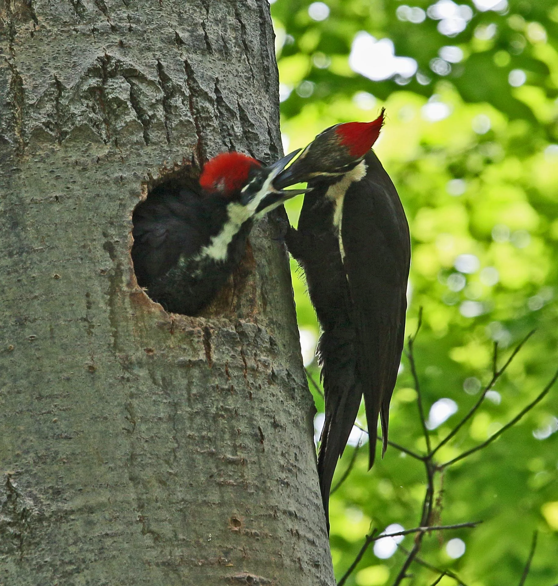 Pileated Woodpeckers