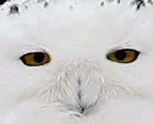 snowy10a.jpg