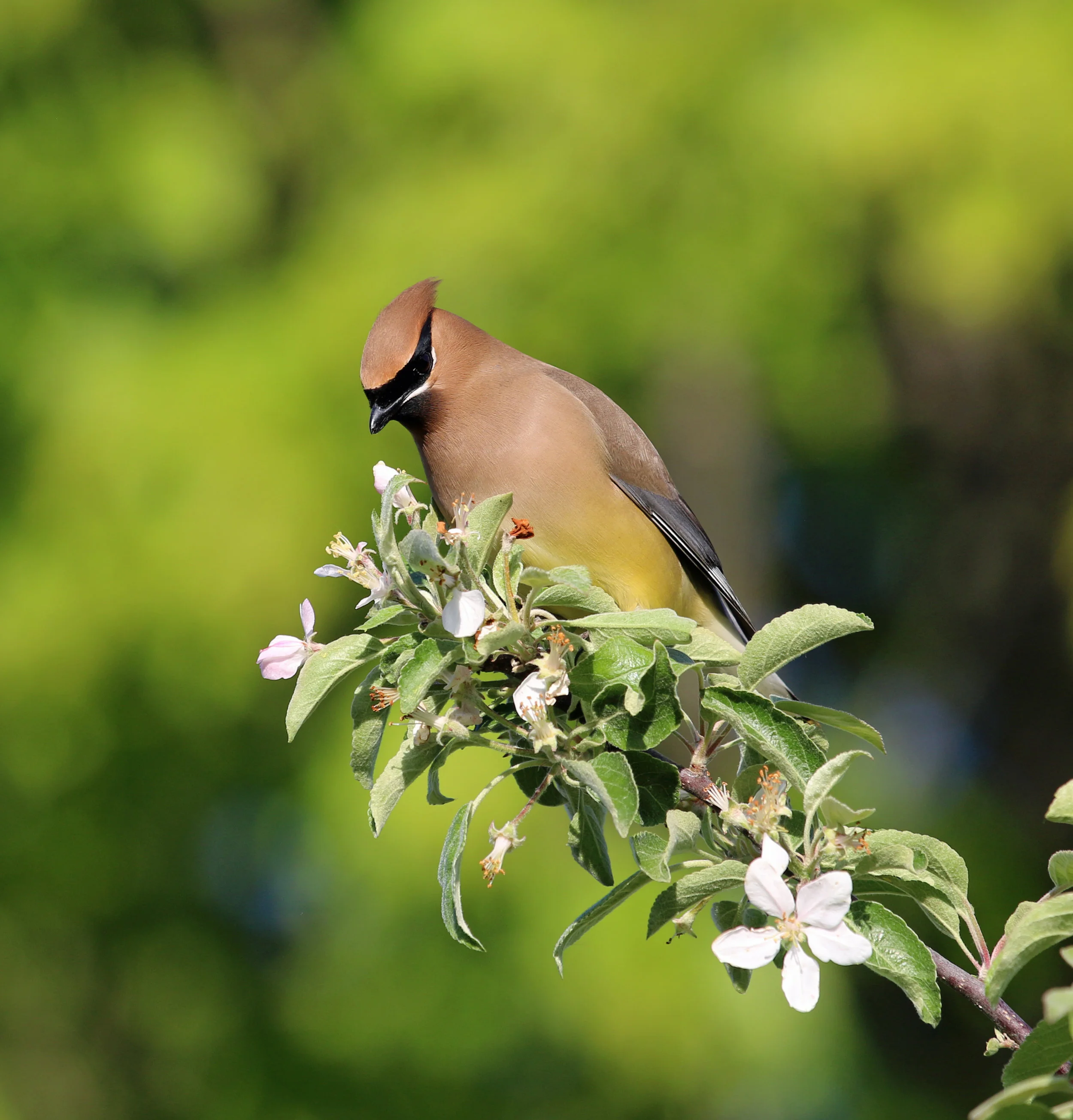 IMG_5697 - Copy.JPG