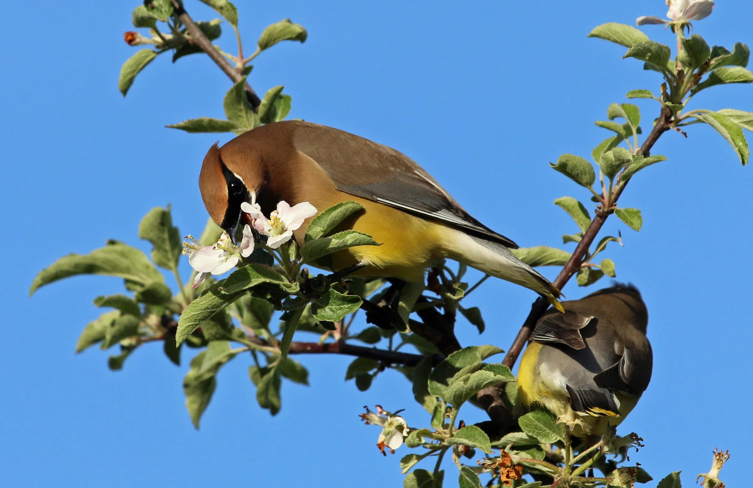 IMG_5700 - Copy.JPG