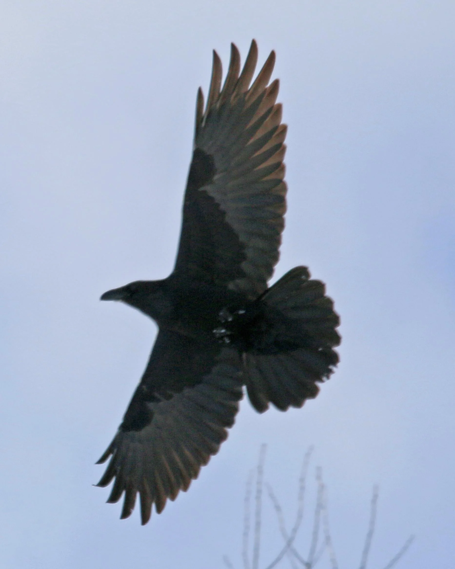 raven1.jpg