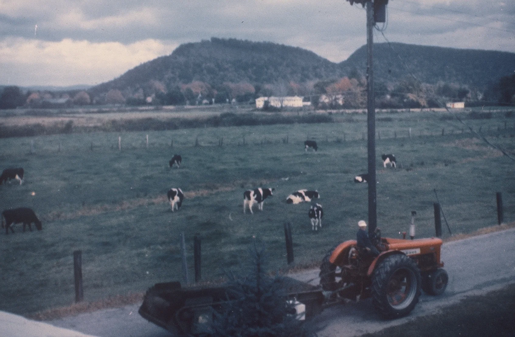 Cattle grazing in the meadows along Russel Road