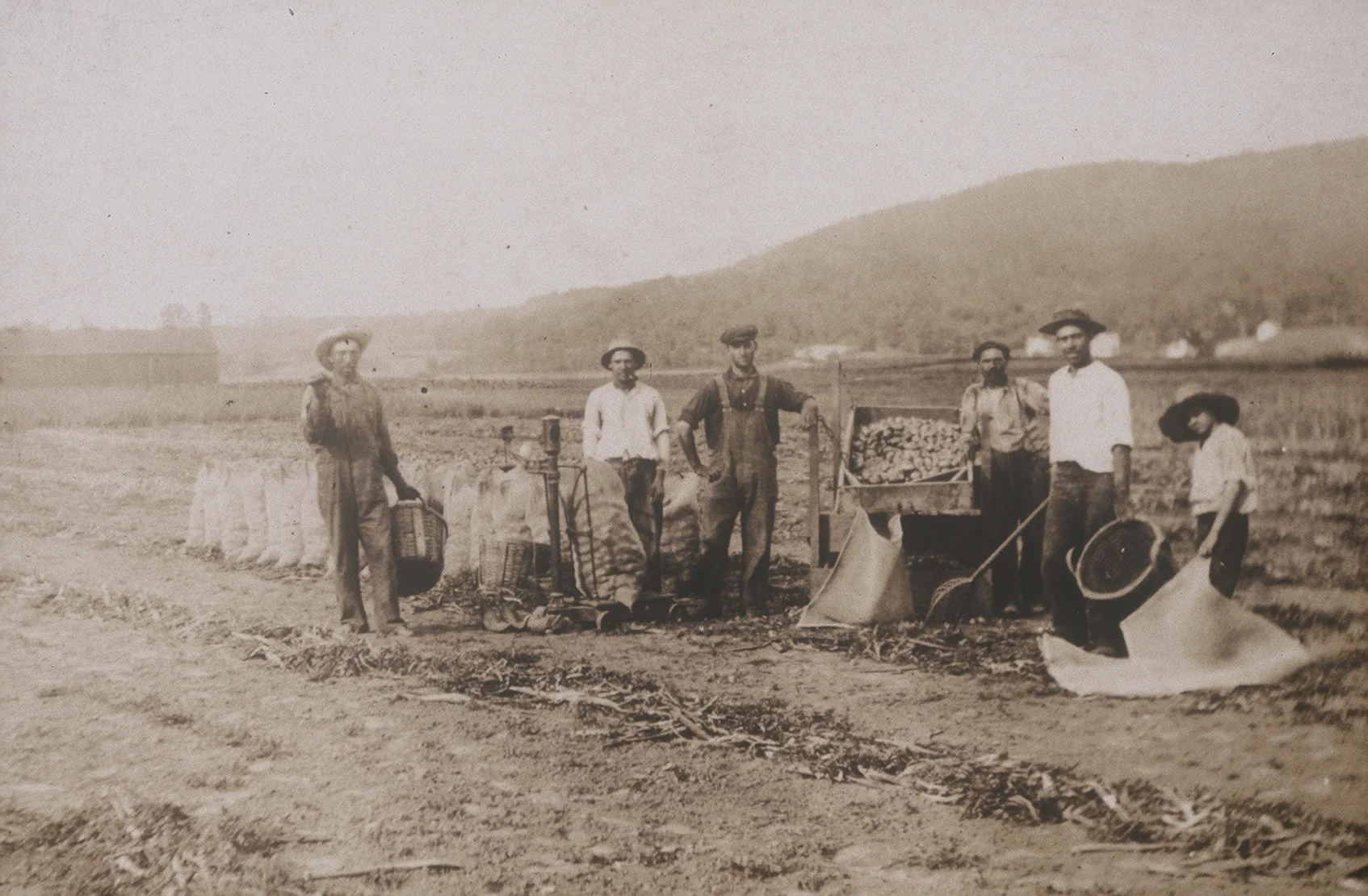 Harvesting Potatoes