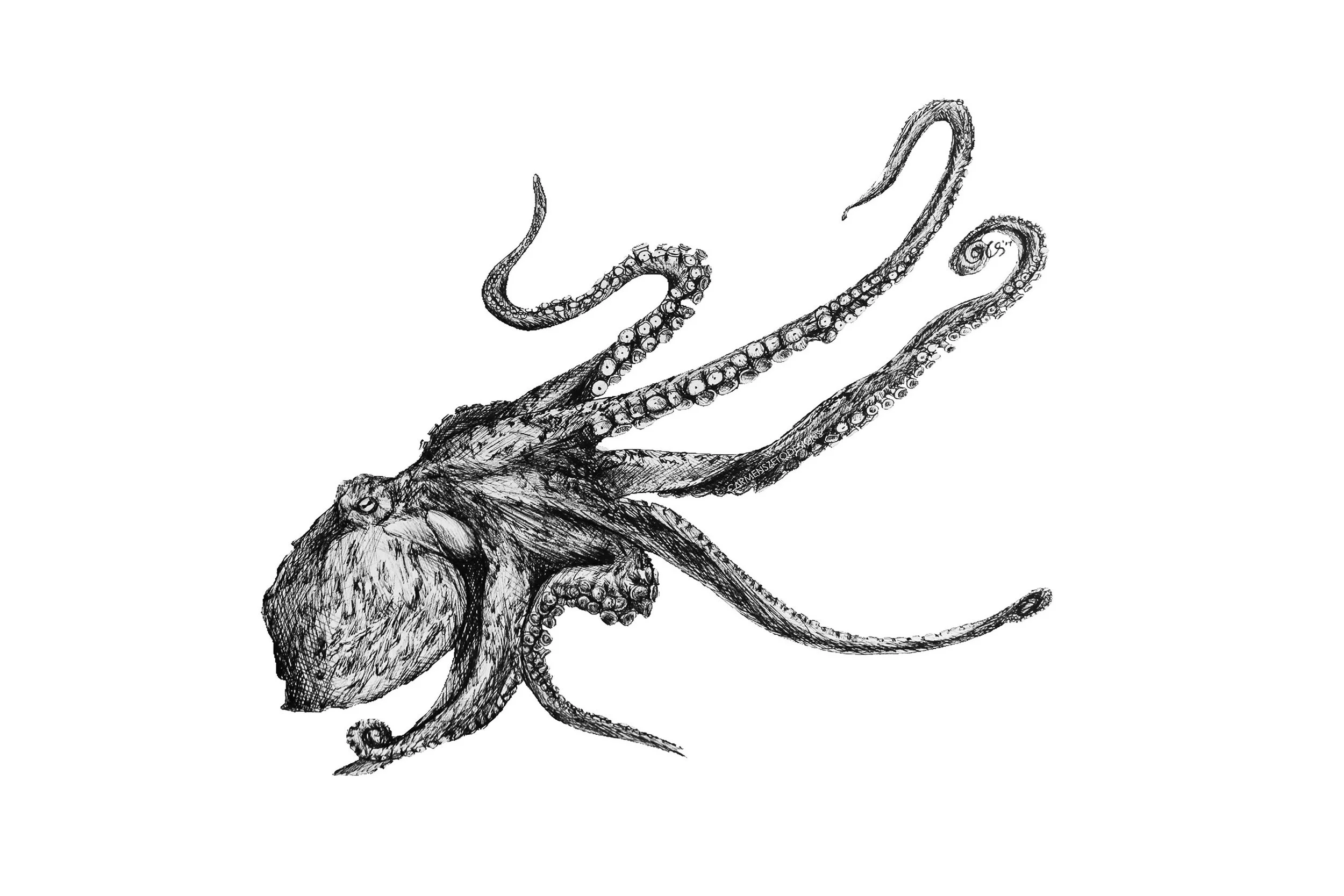 Giant Pacific Octopus