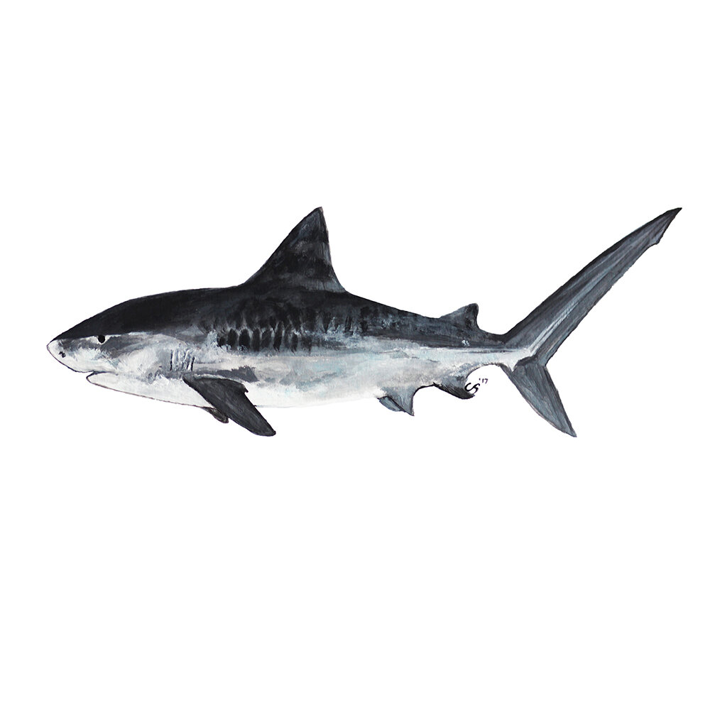 Tiger Shark_Ecommerce_2_1000x1000.jpg