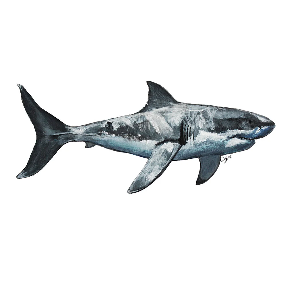 Great White Shark_Ecommerce_2_1000x1000.jpg