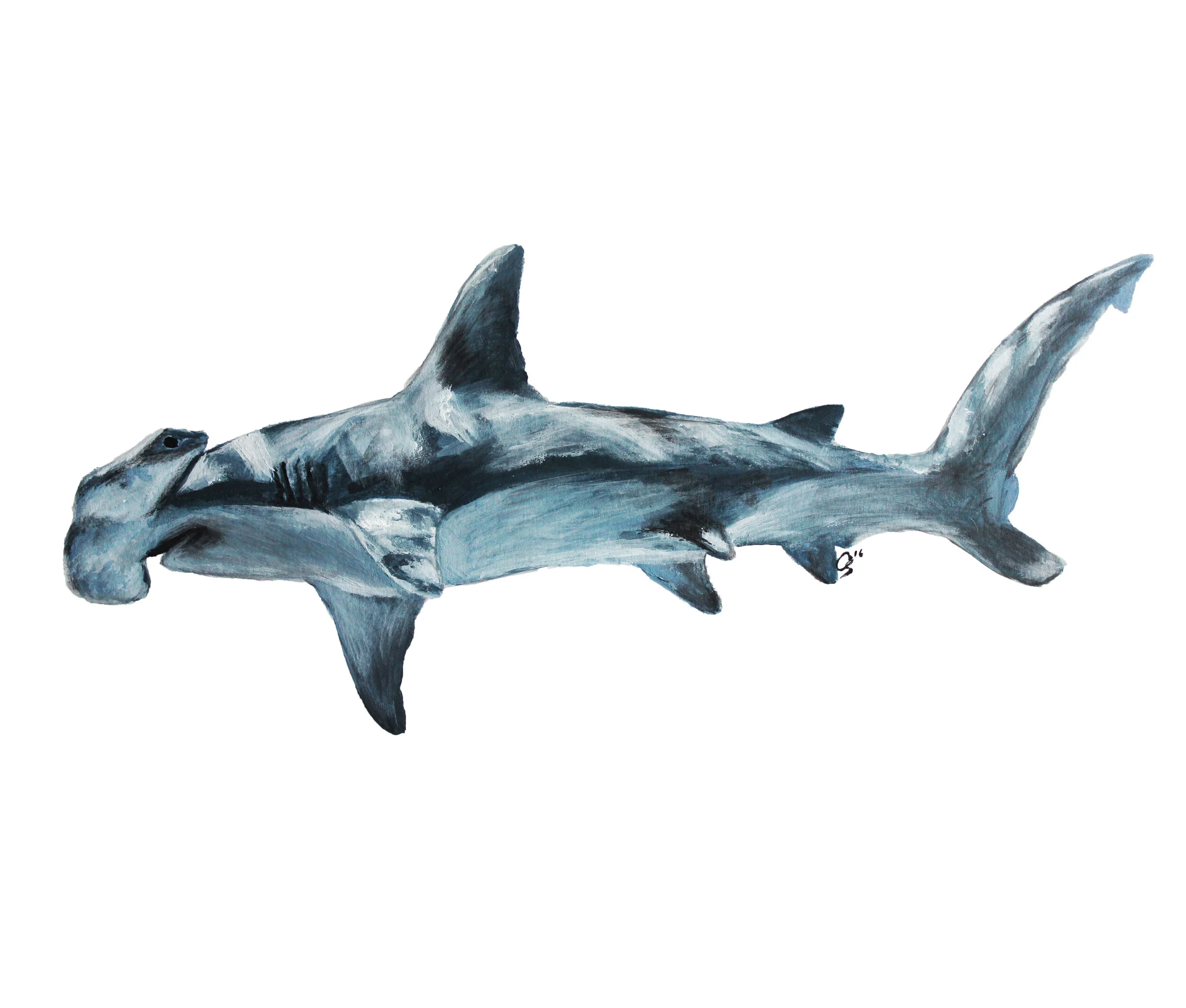 Hammerhead c 6500x5525.jpg