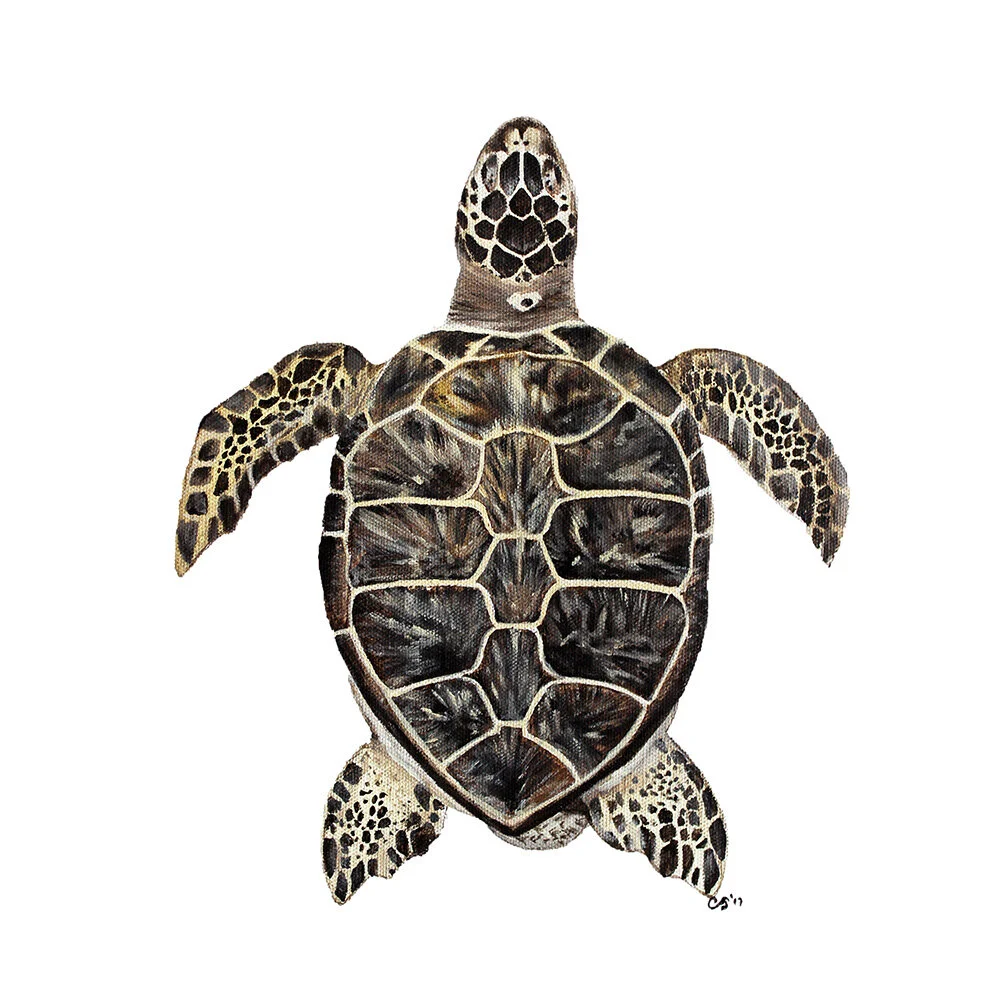Green Sea Turtle_Ecommerce_2_1000x1000.jpg