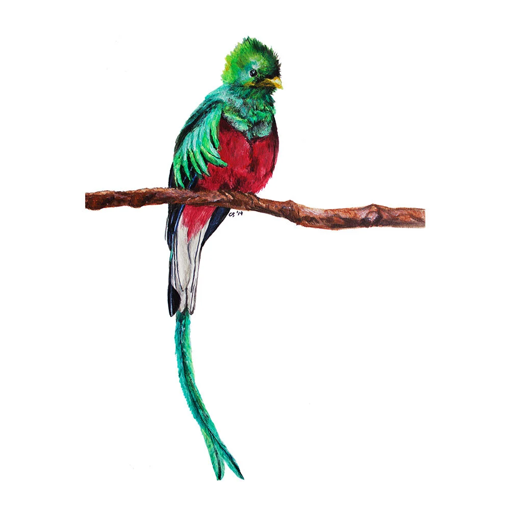 Quetzal_Ecommerce_2_1000x1000.jpg