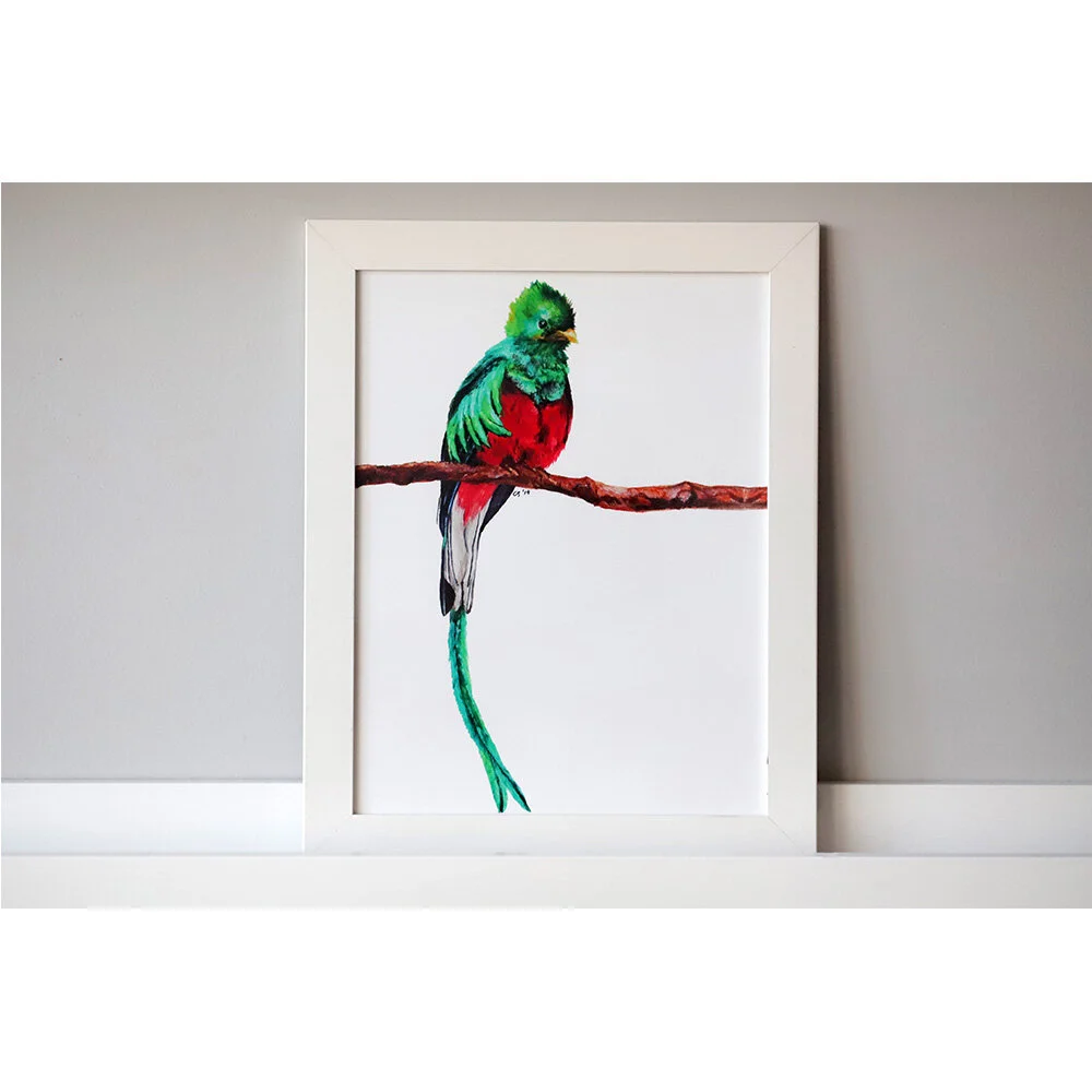 Quetzal_Ecommerce_1000x1000.jpg