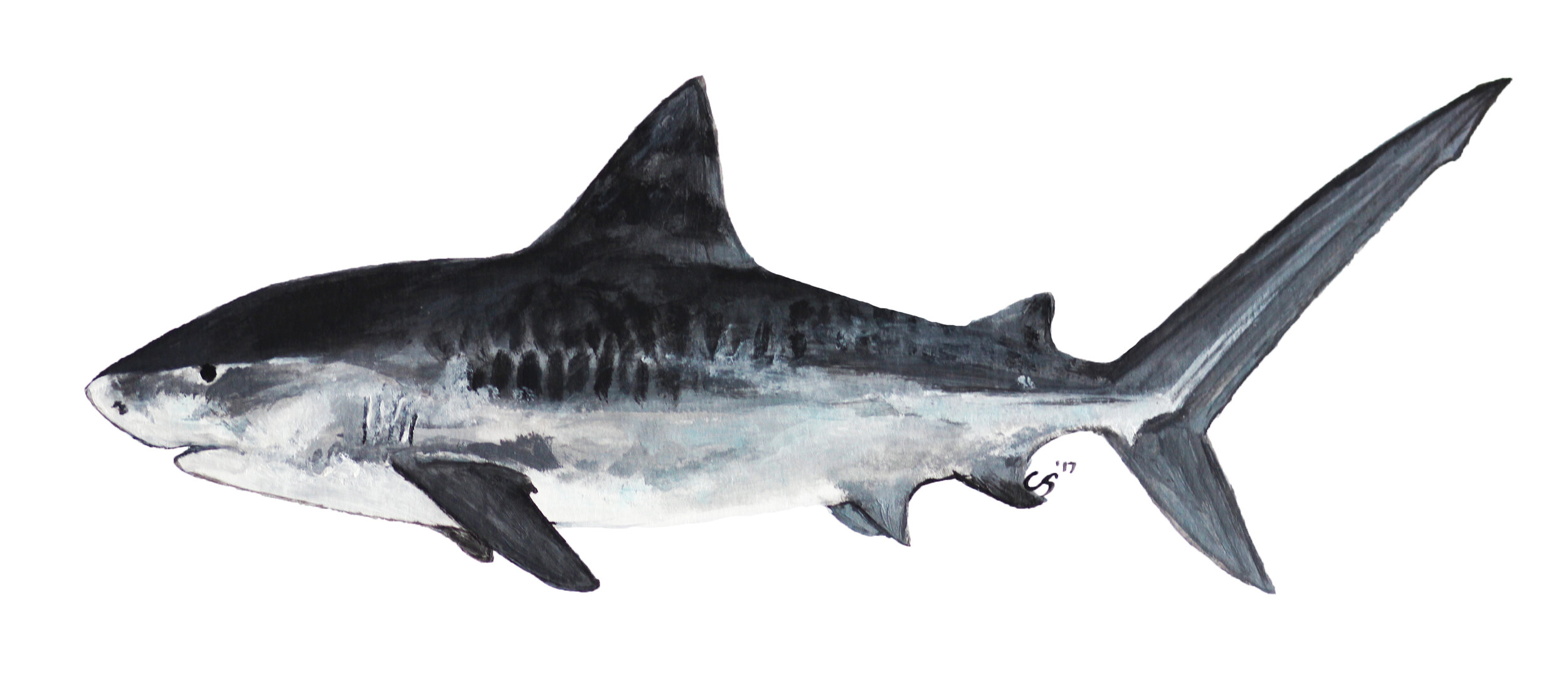 Tiger Shark (4600x2000).jpg