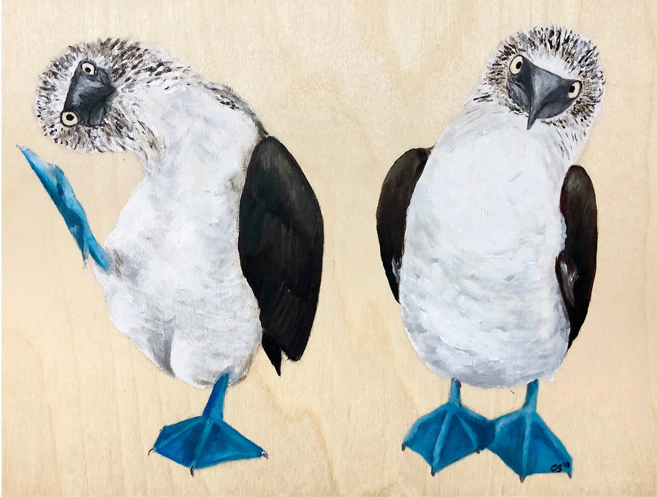 Blue Footed Boobies.jpg
