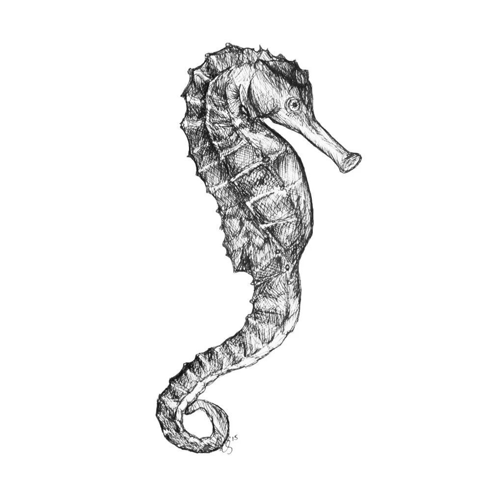 Seahorse Image 1000x1000.jpg