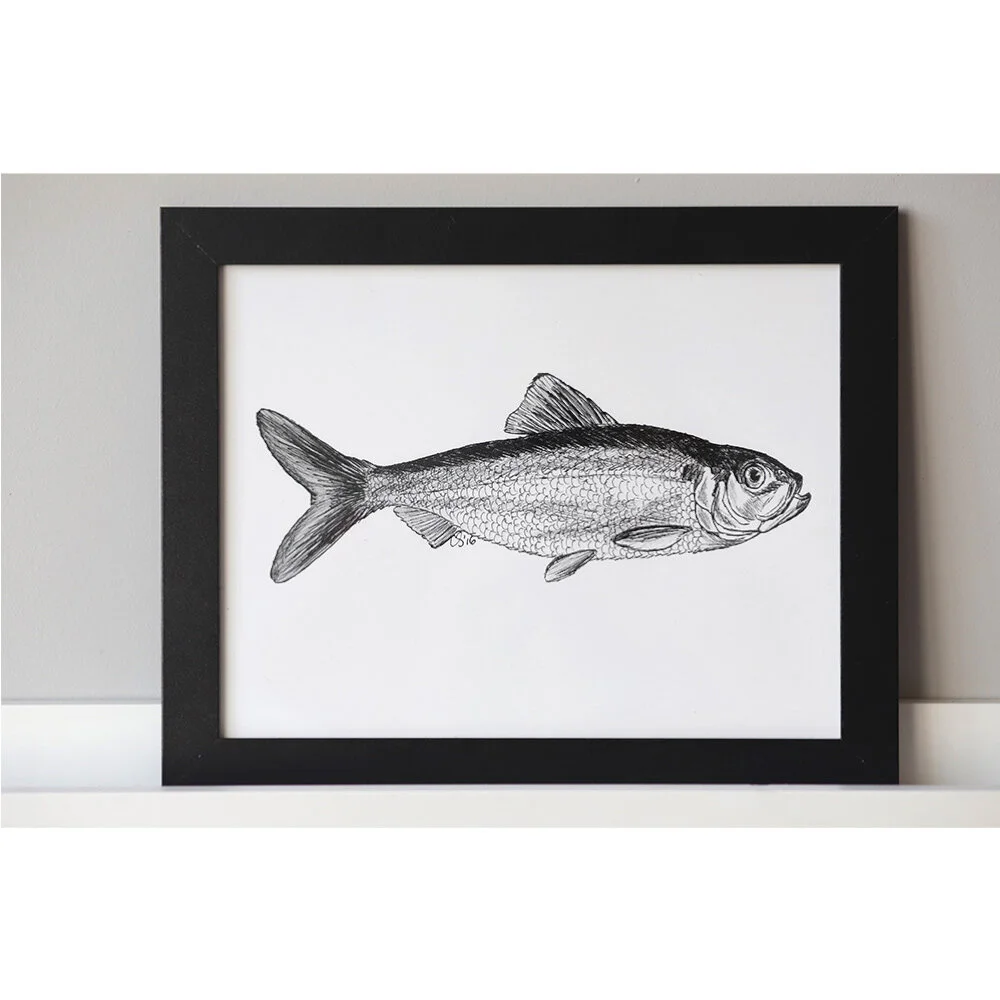 Alewife_Ecommerce_1000x1000.jpg